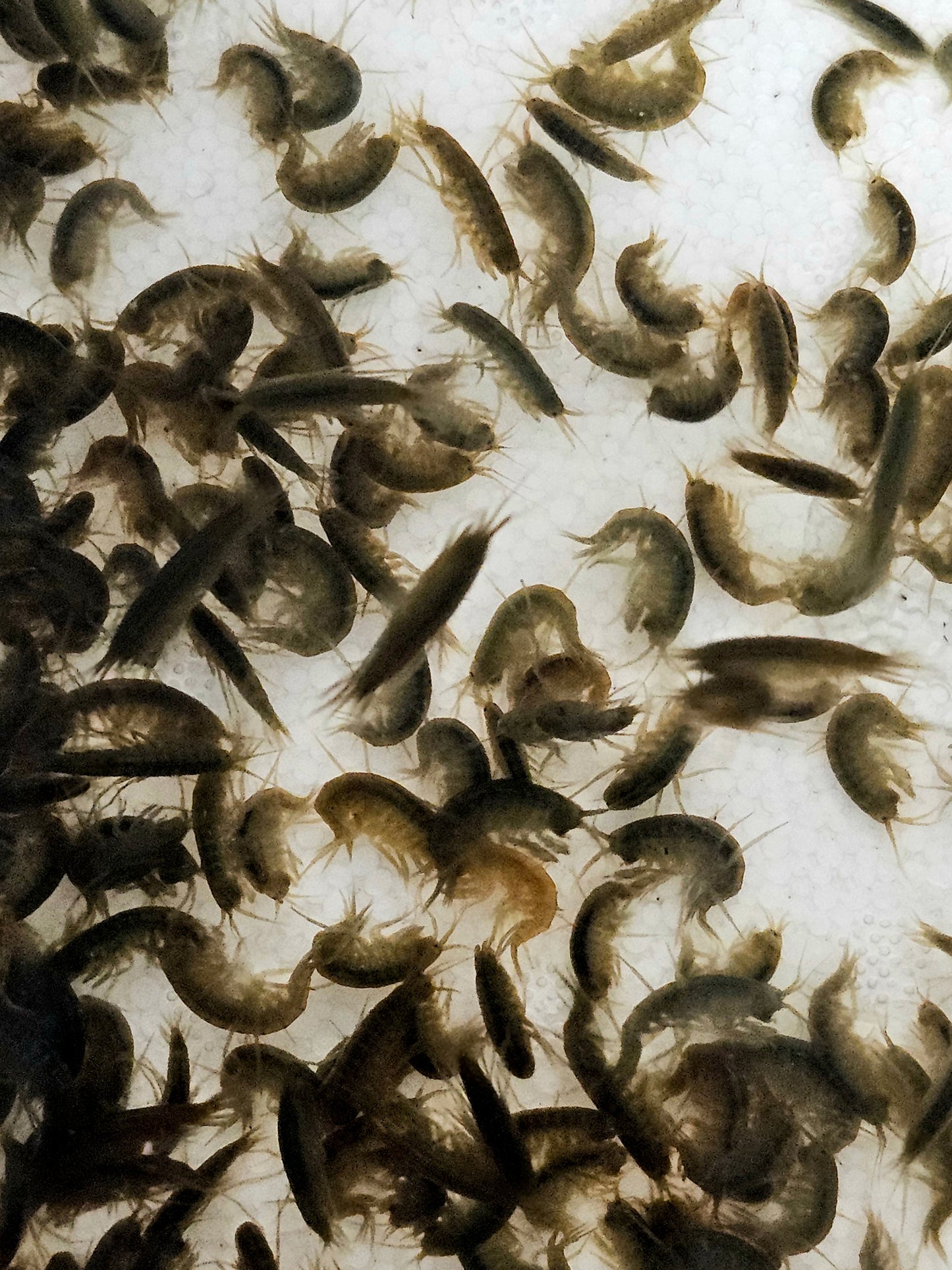 Grass Shrimp 50ct