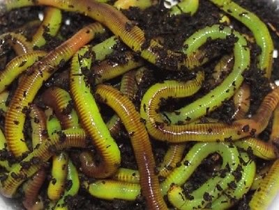 Green Crawlers