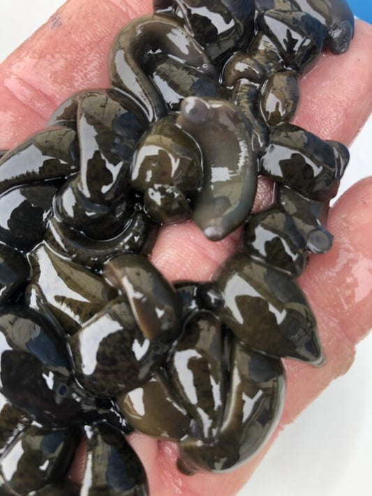 Lake Run Leeches