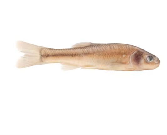 Magic Fathead Minnows