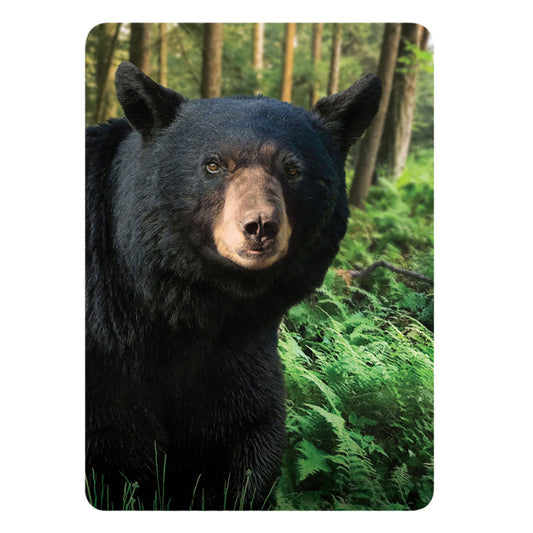 Bear Playing Cards